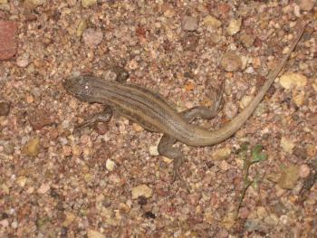 Imagen foto_00000002