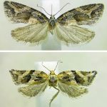 Un tesoro en el norte chileno: la colección entomológica con más de 200 mil insectos resguardada por más de 60 años