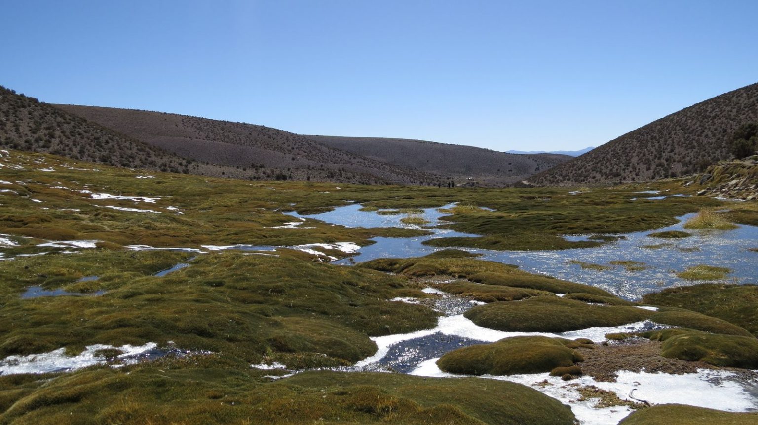 conoce-a-los-bofedales-los-verdes-oasis-en-medio-del-desierto